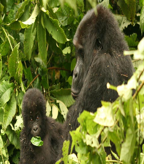 Kigali_Gorilla